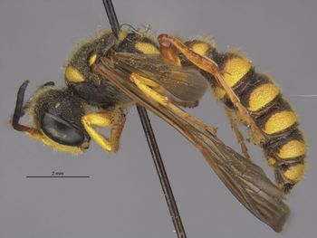 Media type: image;   Entomology 23536 Aspect: habitus lateral view